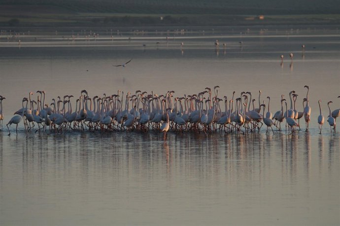 Cortejo de flamencos de  Fuente de Piedra
