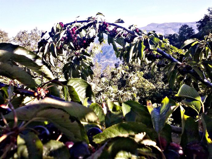 Castaños y cerezos en flor en Piornal (Cáceres)