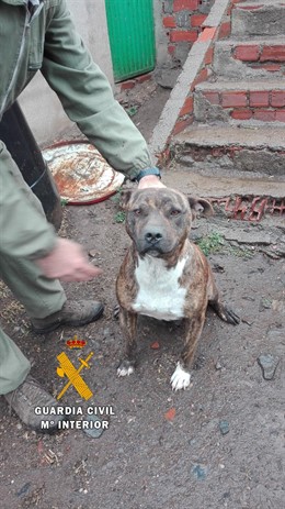 Salamanca.- Uno de los perros que atacó al hombre de Santa Marta