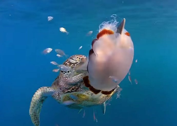 Una tortuga verde deslizando una medusa punzante ('Cyanea barkeri') en Australia