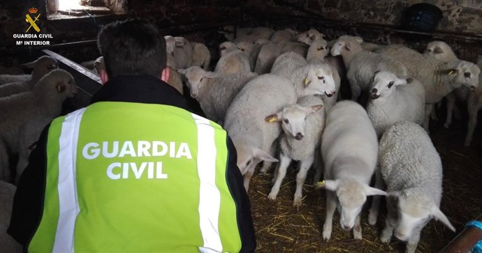 Corderos recuperados por la Guardia Civil.