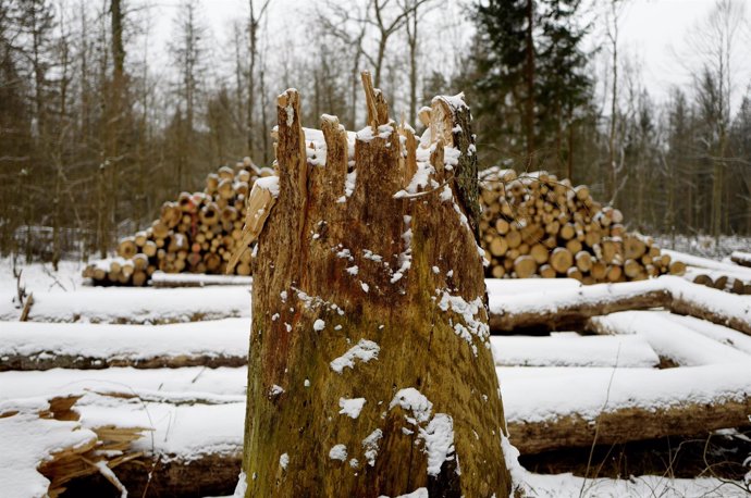 Logged stub and trees are seen at one of the last primeval forests in Europe, Bi