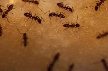 Decenas de hormigas invaden la cara de dentro incubadora en un hospital brasileño