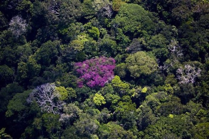 La Amazonía alberga 60.000 especies de plantas.