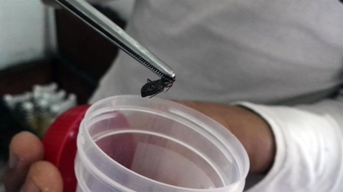 Un insecto preparado para ser analizado