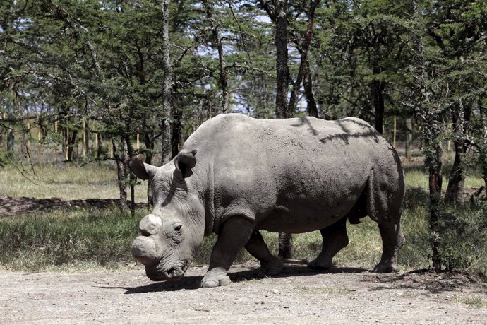 Sudan, el último macho de rinoceronte blanco 