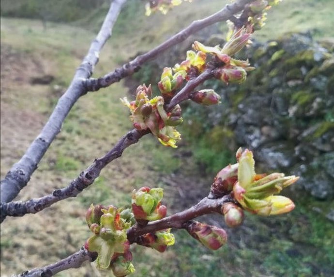 Floración de los cerezos del Valle del Jerte a 1 de abril