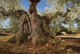 Ruta de los Olivos Milenarios