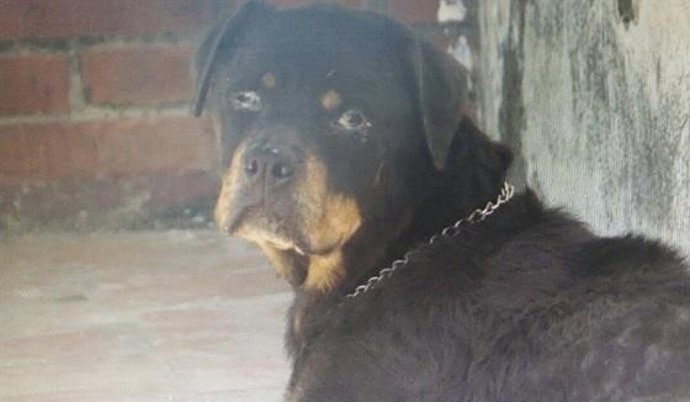 Imagen de archivo de un perro malnutrido 