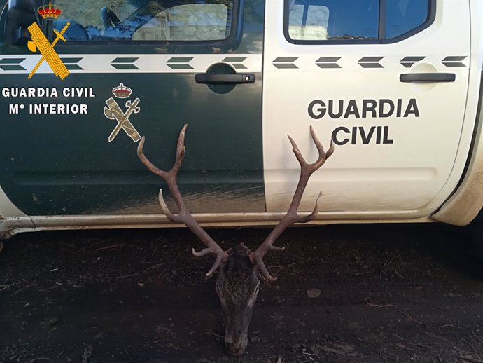 Cornamenta de ciervo cazado irregularmente en Palencia. 2-4-2018