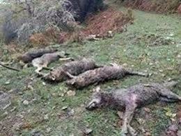 Cadáveres de lobos.