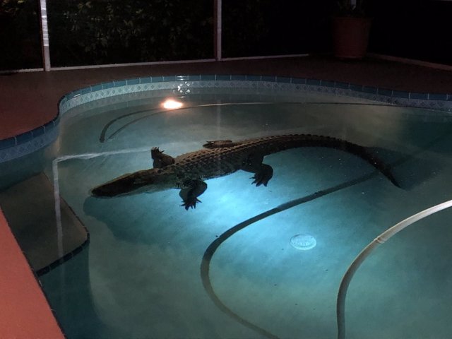 Caimán de tres metros en una piscina de una casa de Florida