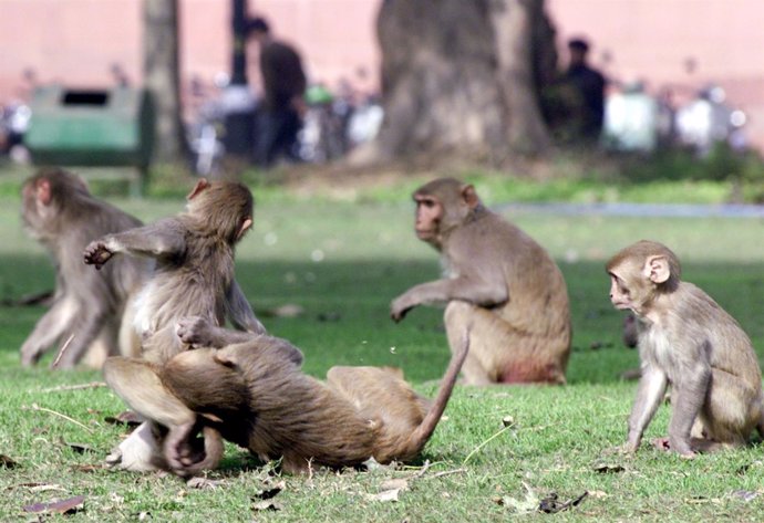 Monos cerca del Parlamento de India, en Nueva Delhi