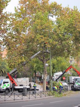 Técnicos Municipales Podan Árboles En El Plan De Gestión Del Arbolado De Madrid