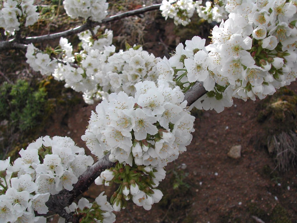 La floración en el Valle del Jerte anuncia las mejores cerezas