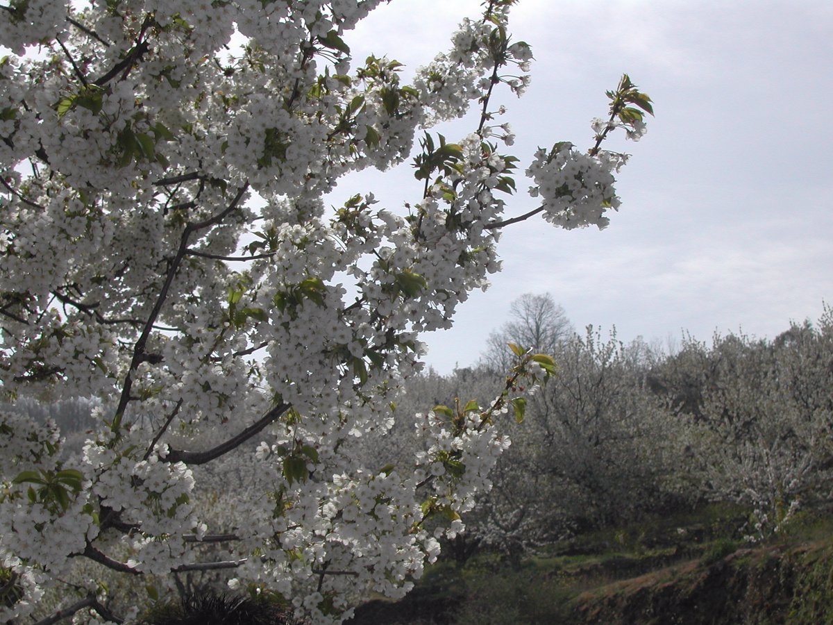 La Floración En El Valle Del Jerte Anuncia Las Mejores Cerezas 9064