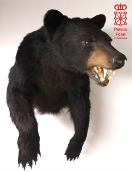 Imagen del ejemplar incautado