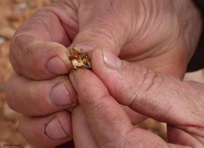 Larva avispilla en almendro
