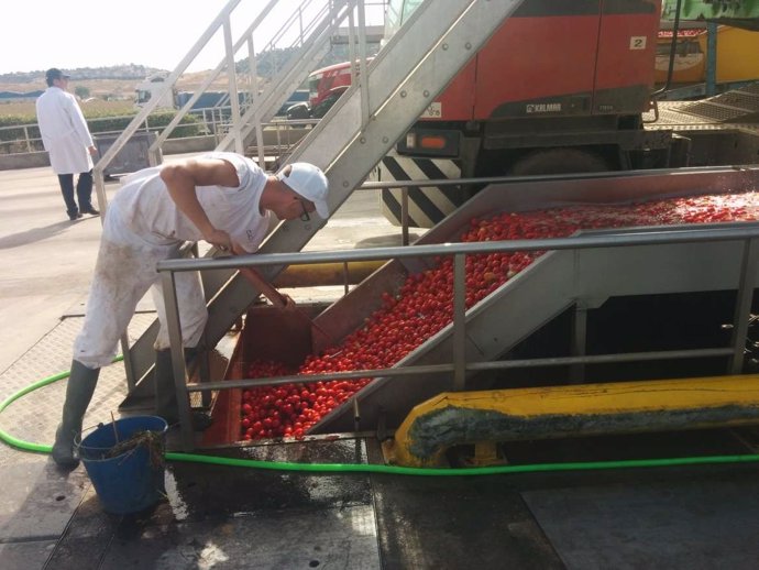 Producción de tomate