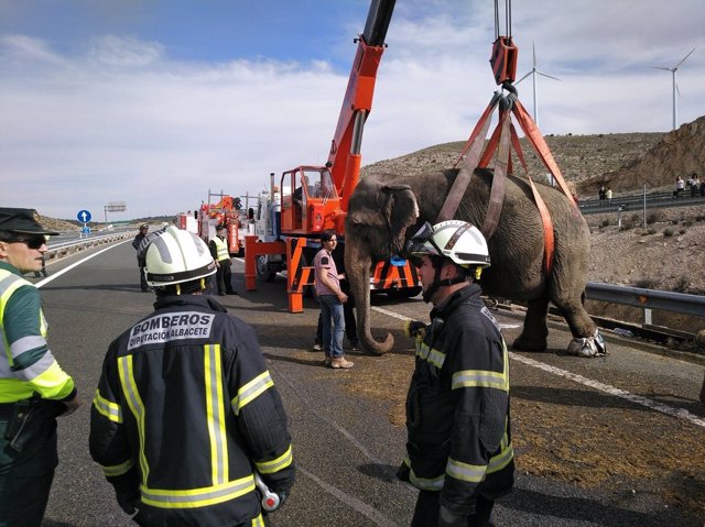 Elefante accidentado