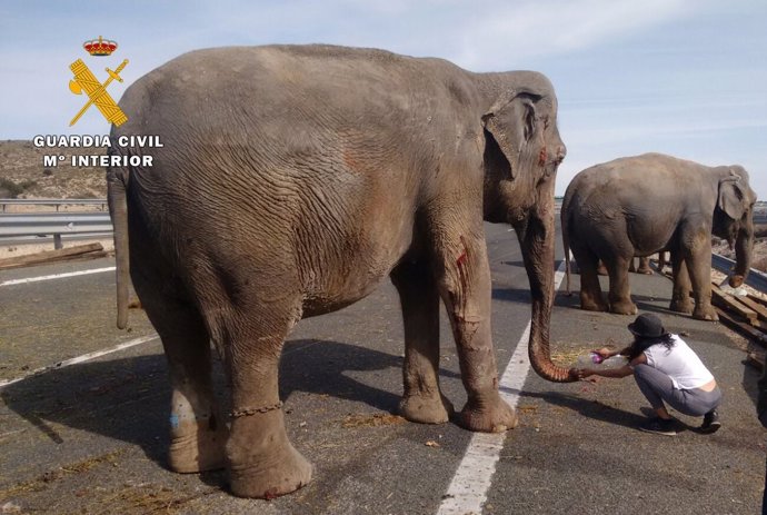 Elefanta herida tras el accidente en Albacete