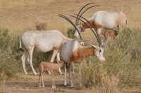 Una investigación internacional señala que los conflictos armados del Sáhara amenazan a la fauna de la región