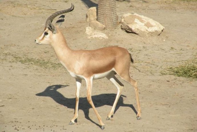 Macho de gacela dorcas