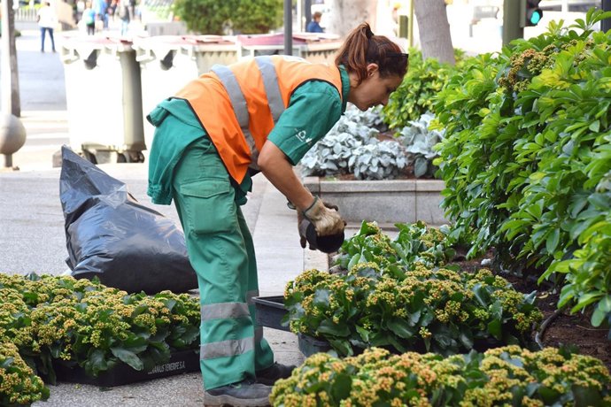Plantación de flores de temporada