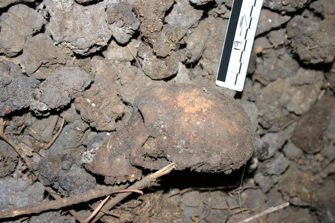 Restos de cráneo en la cueva Misgrot de Sudáfroca