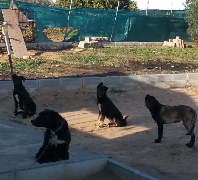 Localizan a varios perros peligrosos en Bollullos Par del Condado (Huelva)