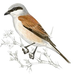 Alcaudón Dorsirrojo