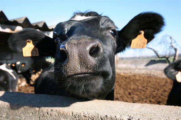 Ejemplar de raza frisona