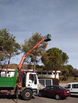 Actuaciones procesionaria Cuenca