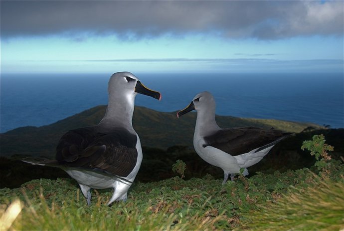 Albatros