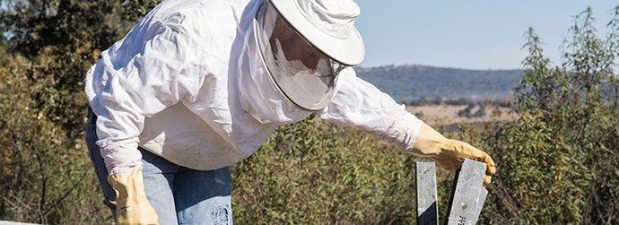 Un apicultor en una colmena