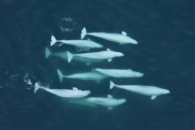 Grupo de ballenas beluga