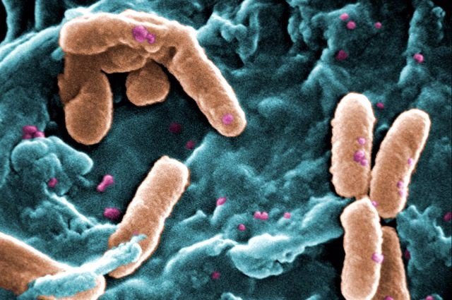 Las bacterias tienen memoria que pasa a sus descendientes