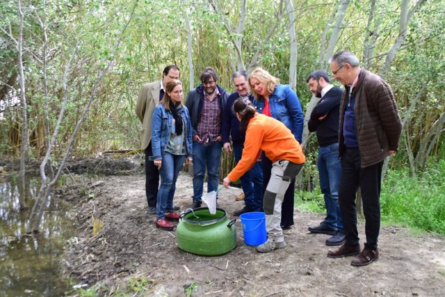 Reintroducción de 200 ejemplares de pez fartet en Charca de Suárez