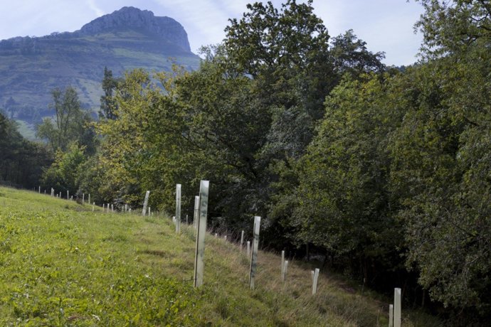 Arboles. Bosques. Naturaleza. Medio Rural. Cantabria 