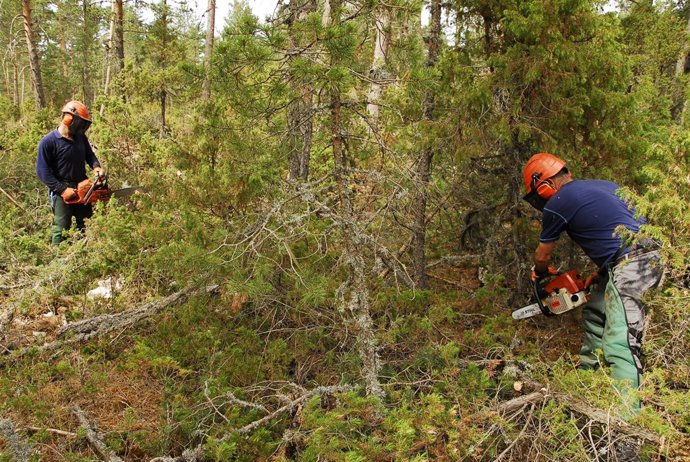 Limpieza forestal en MUP de Mosqueruela.