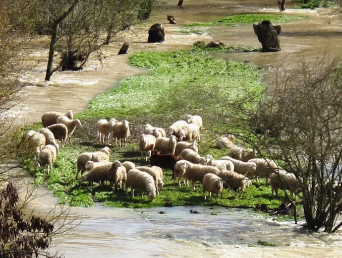 Ovejas en el río Aragón a su paso por Cáseda.