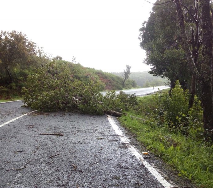 Árbol caído por el temporal de viento