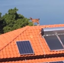 Una cabra aparece en el tejado de una casa de Perth, Australia