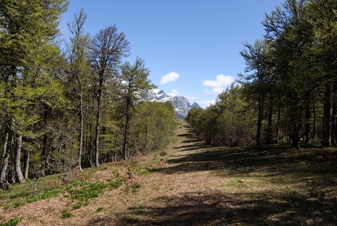 Hábitat del urogallo cantábrico en el Parque Nacional de Picos de Europa