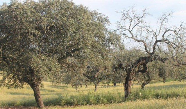 Dehesa andaluza afectada por la seca