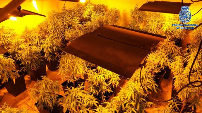 Policía Nacional De Talavera De La Reina Desmantelados Dos Nuevos Laboratorios C