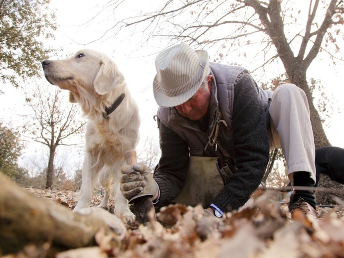 Recogida de la trufa