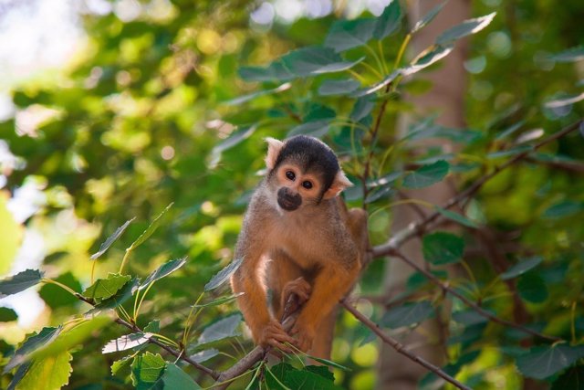 Mono capuchino en árbol