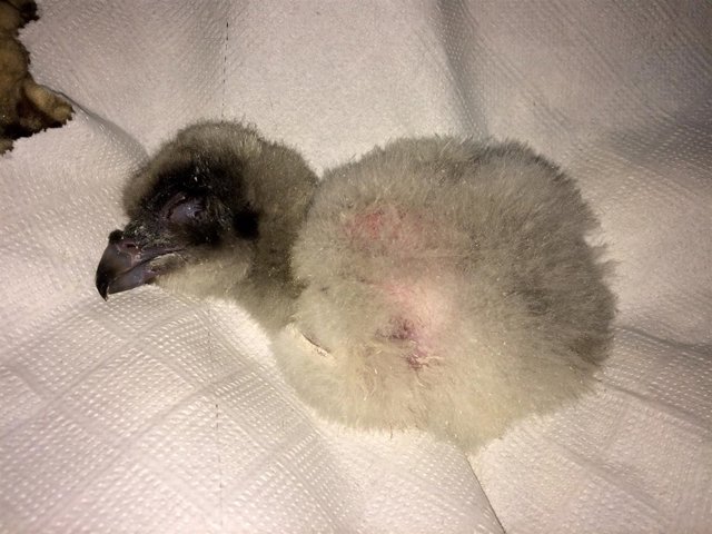 Nota De La Junta Y Foto Balance Pollos Quebrantahuesos Centro Cría Cazorla