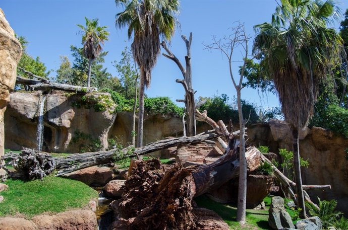 Valle de Gorilas en Bioparc Fuengirola 